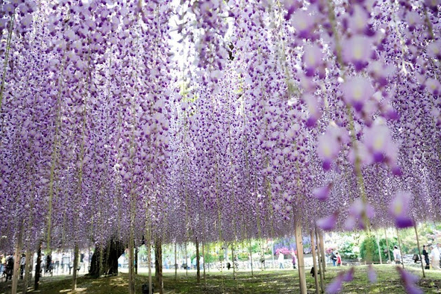   ashikaga-flower-park